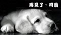 再見了，可魯